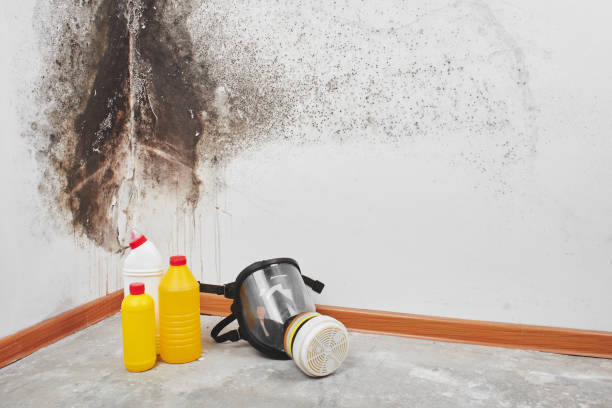 Best Black Mold Removal  in Chetopa, KS