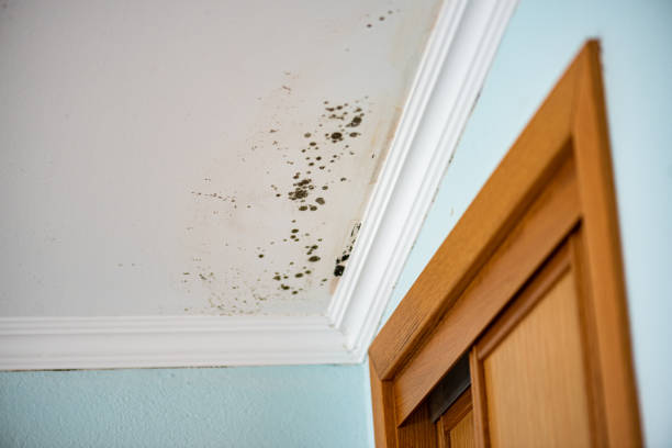Professional Mold Removal in Chetopa, KS