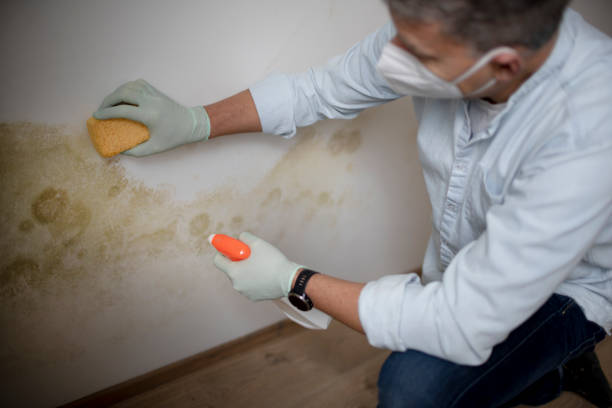 Best Professional Mold Removal  in Chetopa, KS