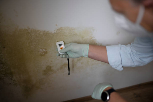 Best Emergency Mold Removal  in Chetopa, KS