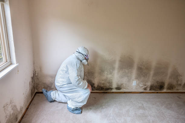 Best Certified Mold Removal  in Chetopa, KS