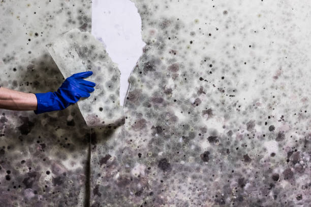Best Commercial Mold Removal  in Chetopa, KS